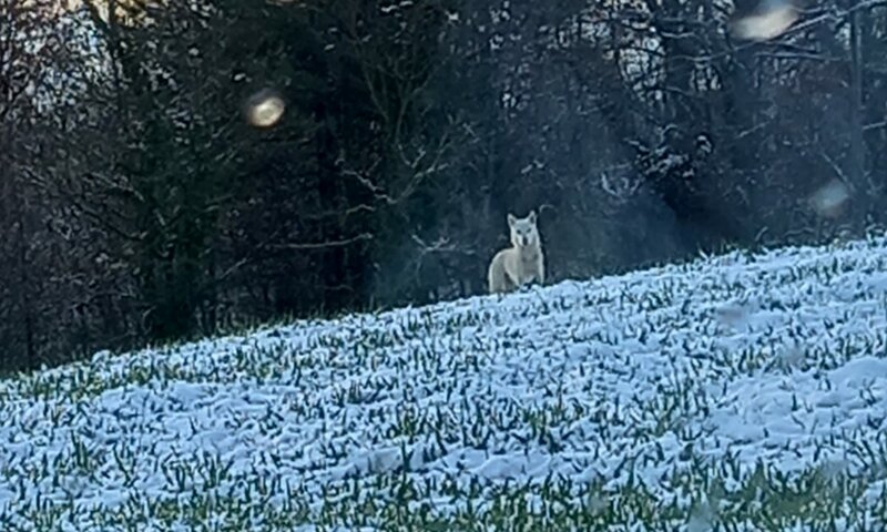 Casentino Wolf | © © Pilade Dini